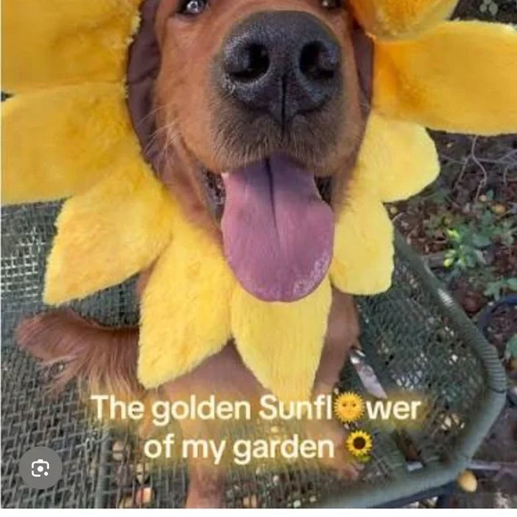 Retriever Sunflower Pet Costume SZ M/L NWT - Picture 7 of 7